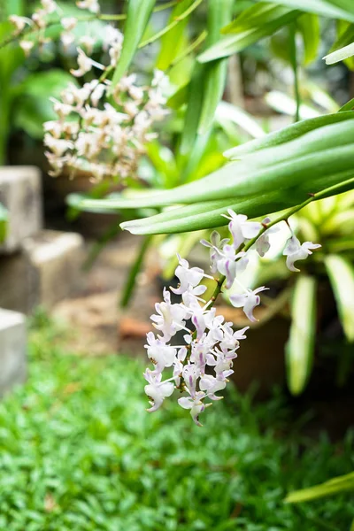 Foxtail orchidée ou Rhynchostylis retusa fleur de couleur blanche et — Photo