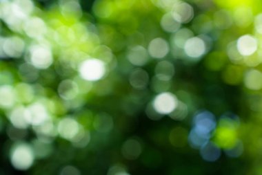 Ufuk doğal yeşil yaprakları ve beyaz ışık bokeh b tonları