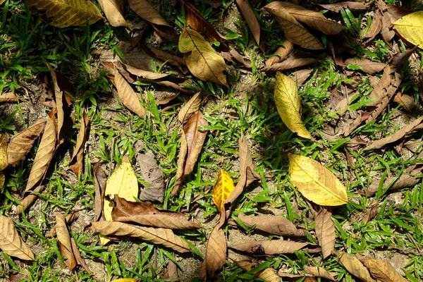 Nahaufnahme von oben Ansicht der malaysischen Rasen Hintergrund mit Schatten — Stockfoto