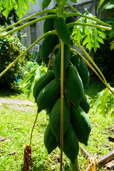 Növekvő zöld nyers papaya gyümölcs homegrown fa napsütés da — Stock Fotó