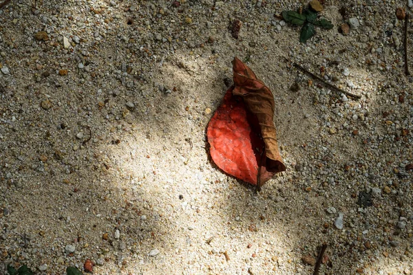 Sand gefüllten Boden Hintergrund mit natürlich schönen getrockneten rot — Stockfoto