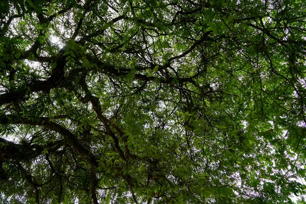 Оставаясь под ветвями ярко-зеленой весенней тамаринды — стоковое фото