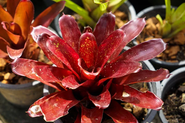 Dekoratív ananász-növény vagy sötét vörös színű szúrós lándzsarózsa — Stock Fotó