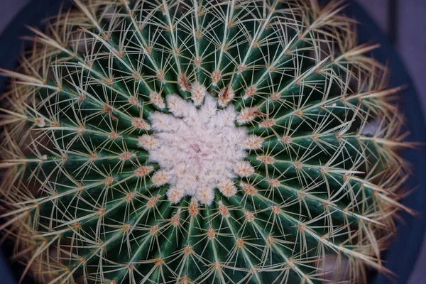 Yuvarlak şekil kaktüs spines ve beyaz yüzgeç closeup üstten görünüm — Stok fotoğraf