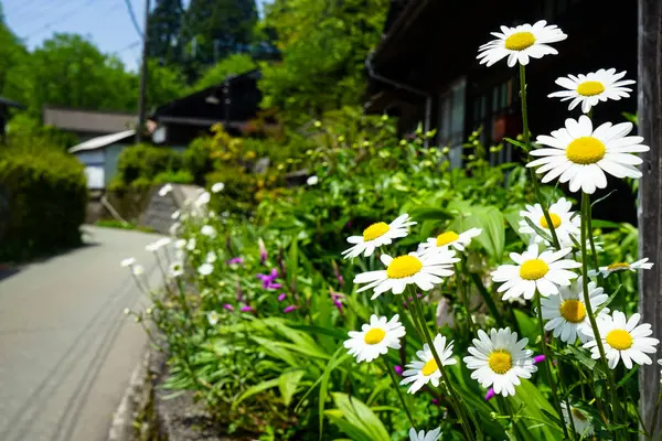 Feche flores brancas brilhantes da margarida florescendo com pólen amarelo no lado da rua entre outras flores no dia da luz do sol — Fotografia de Stock