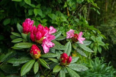 Çiçek açan ve pembe ormangülü çiçek çalılar arasında yeşil bitki parlak tonları yağmurlu günde Kurokawa onsen kasabada filizlenen.