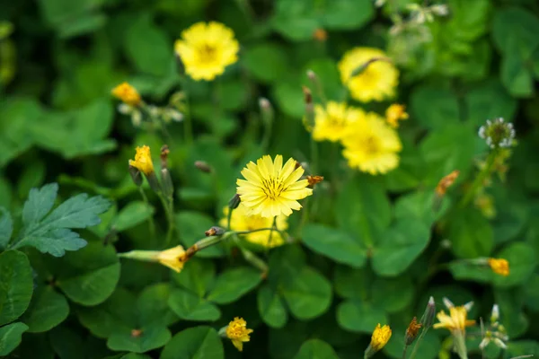 Lumineux petit couvre-sol fleur jaune fleurissant et flétrissant parmi les feuilles vertes et arrière-plan flou dans la ville de Kurokawa onsen — Photo