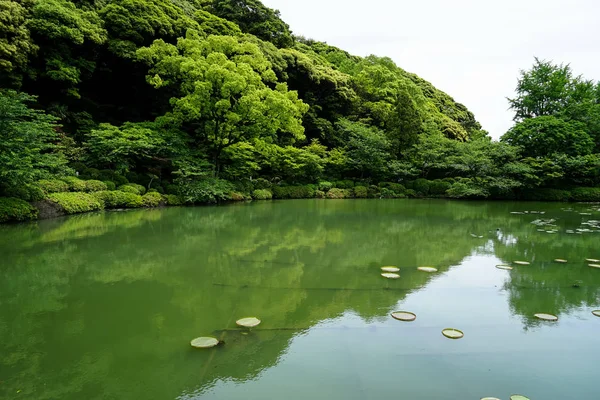Красива сцена пишний Зелений японський сад ландшафт з плафонами з гори зелених рослин, ставок з лотосами та відображення води в сонячний день, Beppu — стокове фото