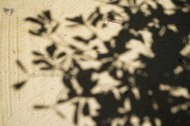 Büyük ağaç gölge ışık araba lastik ile Tapınak yer hafif kahverengi kum yüzey yolda yumuşak soyut doğal desenini izlemek