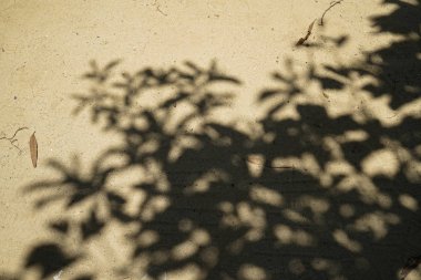 Soyut doğal desen yolda hafif kahverengi yumuşak kum yüzey kurutulmuş yaprakları ve araba lastik parça ile Tapınak yer büyük ağaç gölgesi 