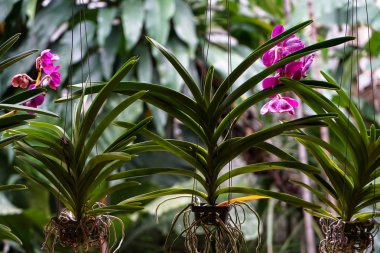 Güzel yeşil yaprakları ile parlak çiçek açan ve mor solan orkide çiçek ve perde kör gibi asılı beyaz kökleri yeşil bitki arka plan bulanık