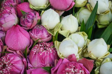 Taze güzel çiçek açan ve tomurcuklanma pembe ve beyaz lotus çiçek, el yapımı yaprakları kat, pandan yeşil ile satış arka plan sabah pazarda yaprakları