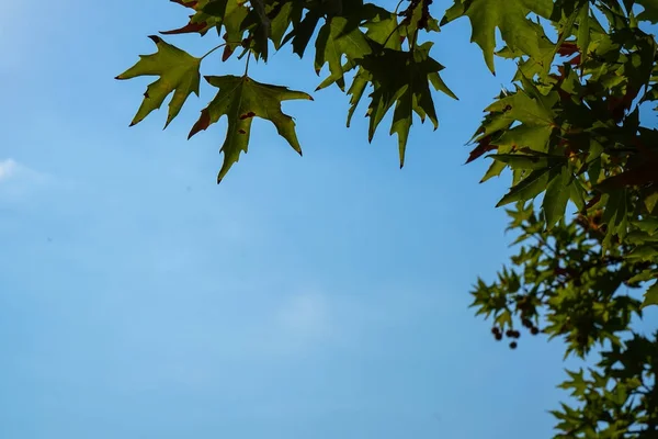 Arce verde fresco natural hojas follaje ramas primer plano en el día de verano con fondo de cielo azul claro — Foto de Stock