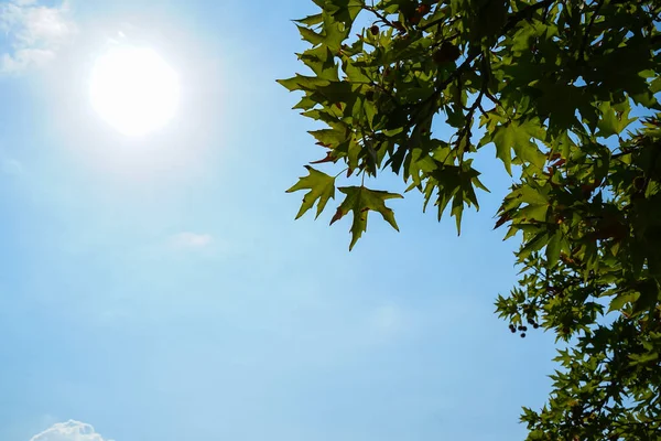 Arce verde fresco natural deja ramas de follaje en el día de sol brillante con fondo de cielo azul claro — Foto de Stock