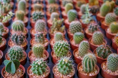 Satır bitki baş formu Bahçe Dekorasyon piyasa, seçici odak satış çakıl ile kahverengi bitki tencerede çeşitleri ile çok güzel küçük kaktüs 