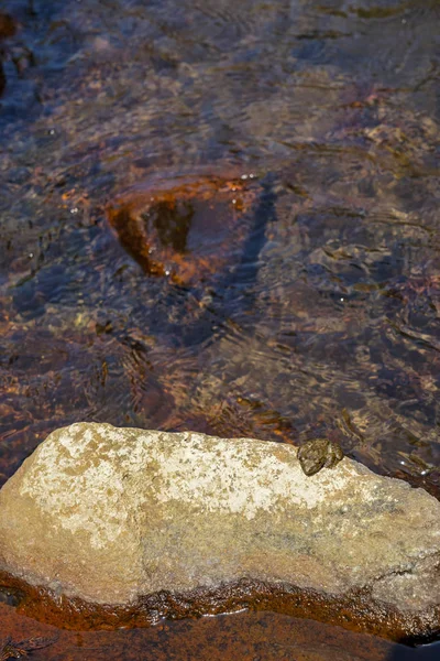 Scène de grenouille verte reposant sur un gros rocher au milieu d'un courant d'eau douce clair et d'une rivière naturelle roche dure avec lichen, petite vague et arrière-plan réfléchissant la lumière dans la ville de Kurokawa onsen — Photo