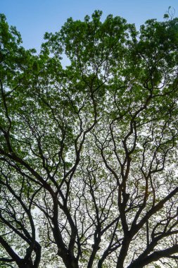 Dev raintree dalları ile taze yeşil yaprakları ve mavi gökyüzü arka plan desenini güzel doğal soyut siluet 