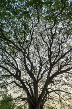 Güzel doğal geniş desen taze yeşil yaprakları ve gökyüzü arka plan, dikey düzen ile dev raintree dalı