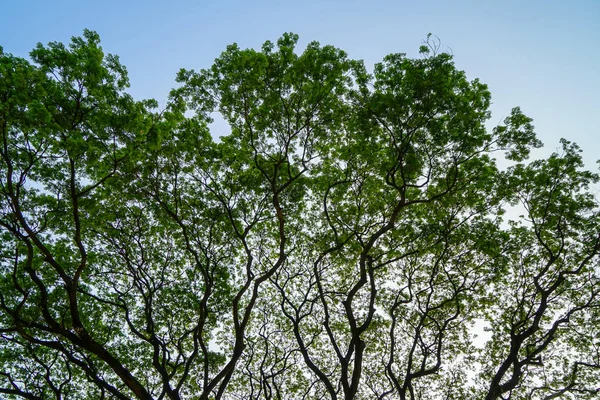 Hermoso patrón abstracto natural de ramas gigantes extendidas con hojas verdes frescas y fondo azul del cielo en la luz de la mañana — Foto de Stock