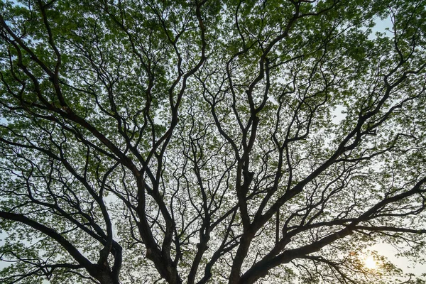 Hermoso patrón de silueta abstracta natural enorme de ramas de lluvia gigantes con hojas verdes abundancia fresca y fondo de cielo azul claro al amanecer — Foto de Stock
