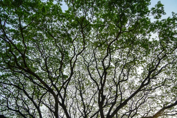 Hermoso patrón de silueta abstracta natural de ramas de lluvia gigantes con abundantes hojas verdes frescas y fondo de cielo azul claro al amanecer — Foto de Stock