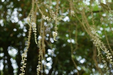 Güzel ufuk doğal yeşil yaprakları ve beyaz ışık bokeh arka plan bulanık ağaç dalları ve çiçek ile soyut sahnesi