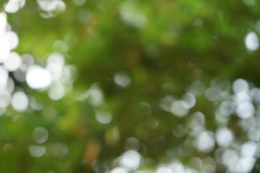 Ufuk doğal parlak yeşil sarı yaprakları ve beyaz ışık bokeh arka plan güzel soyut sahnesi