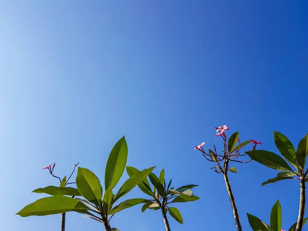 Hermosa Plumeria o ramas de árbol de flores Frangipani, sombra de flor rosa, hojas verdes frescas en claro verano azul cielo copia espacio fondo — Foto de Stock