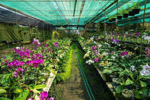 Vivero para orquideas | Vivero de plantas para flor de la orquídea en