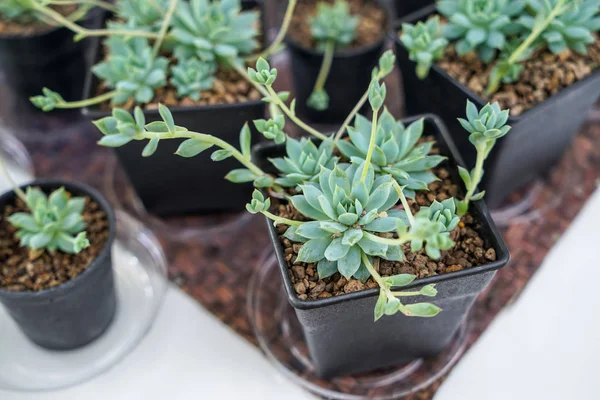 Beautiful detail of vintage green Kalanchoe, succulent plant, in black pot on blurred white table background, selective focus