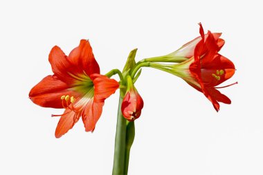 Çiçek açan ve yeni güzel parlak kırmızı Hippeastrum veya Amaryllis çiçek ve izole kırpma yolunu, seçici odak beyaz zemin üzerine yeşil kök