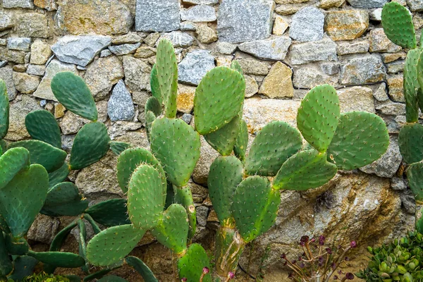 Fresh green bunny ear cactus desert succulent plant growing against rough granite stone wall background, Mykonos, Greece
