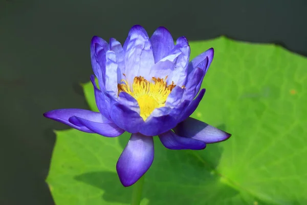 Yeşil yaprak çiçek lotus 