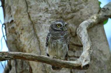 Spotted owl at Hatwanakorn National Park clipart