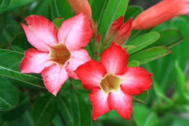 Adenium veya çöl gülü Botanik Bahçesi içinde