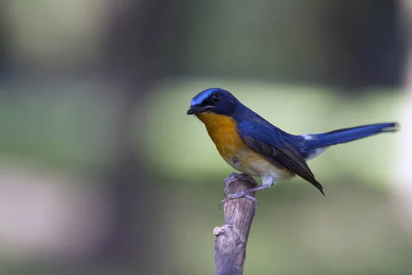 Hill blue flycatcher at Bangpoo — Stock Photo, Image