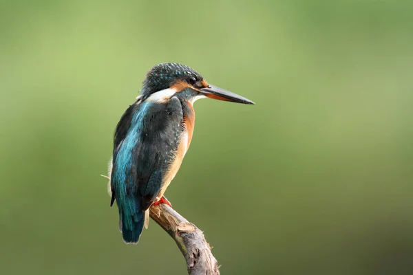 Mahachai mangrov, ortak arası kingfisher