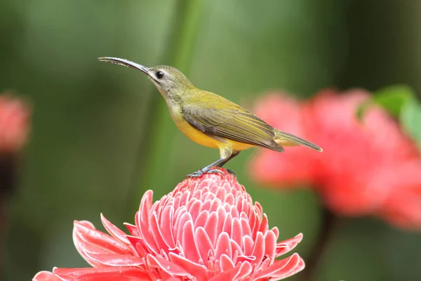 Chanthaburi, küçük Spiderhunter