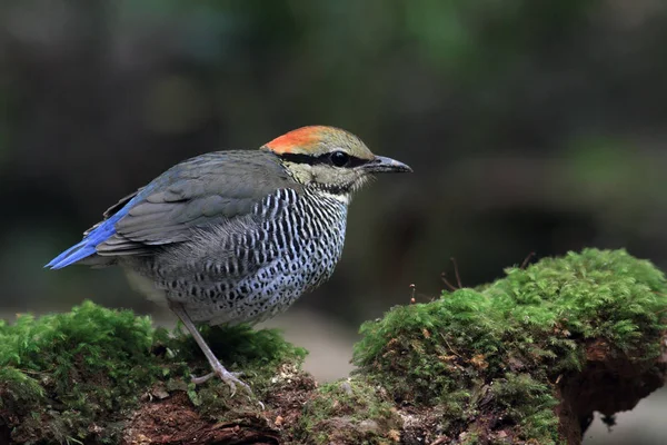 Blauwe pitta fokken — Stockfoto