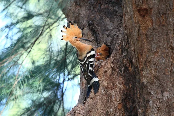 Hoo poe voeding chick in Hatwanakorn Nationaal Park — Stockfoto