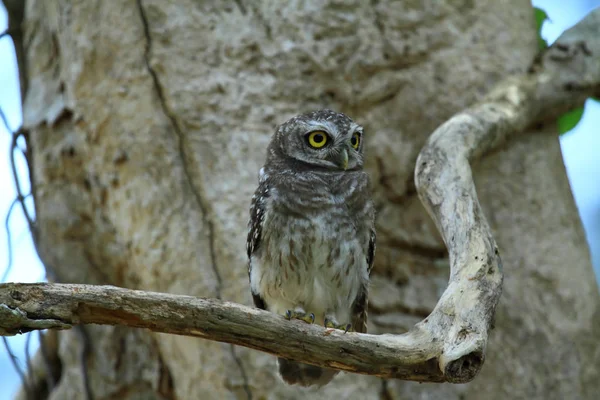 Fläckig Uggla i Hatwanakorn National Park — Stockfoto