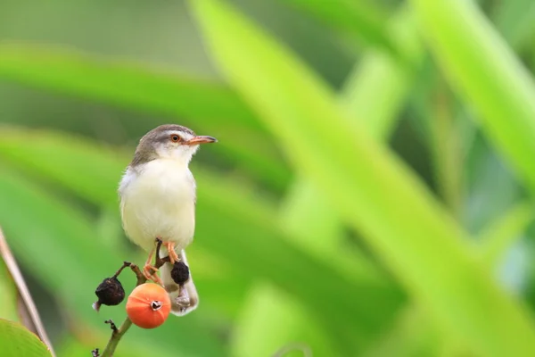 Gemeenschappelijke kleermaker-vogel op het groene blaadje — Stockfoto