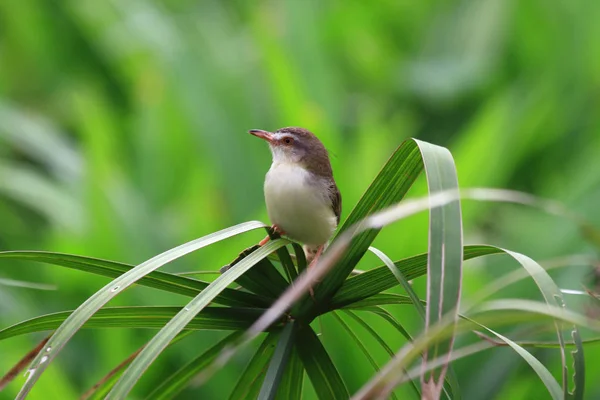 Gemeenschappelijke kleermaker-vogel op het groene blaadje — Stockfoto