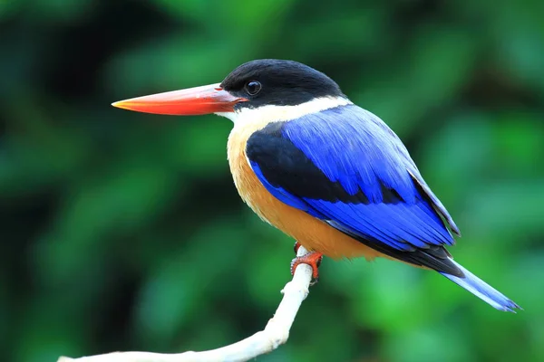 Siyah şapkalı kingfisher dalı