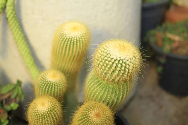 Kaktüs mamiilaria Kral Ramam 9 Park.