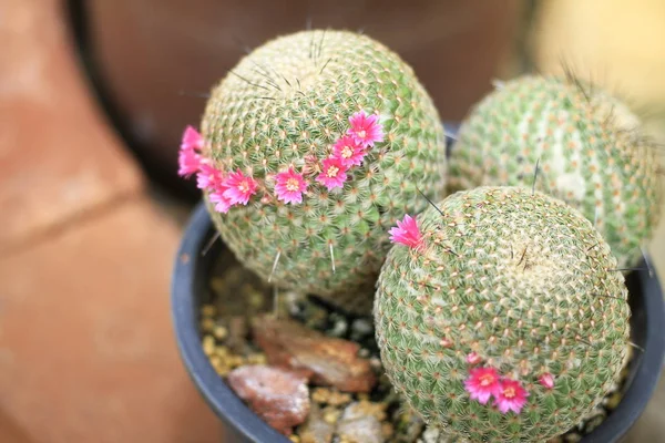 Cactus mammillaria at King Rama 9 Park