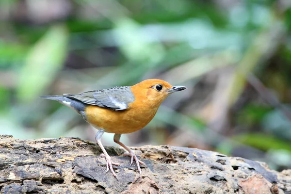 Orange-headed pleśniawki w parku narodowym Siphang-nga — Zdjęcie stockowe