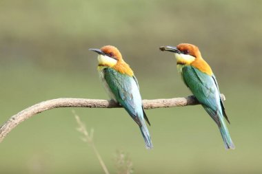 Kestane başlı arı kuşugiller (arı kuşu leschenaulti)  