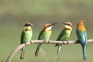 Kestane başlı arı kuşugiller (arı kuşu leschenaulti)  
