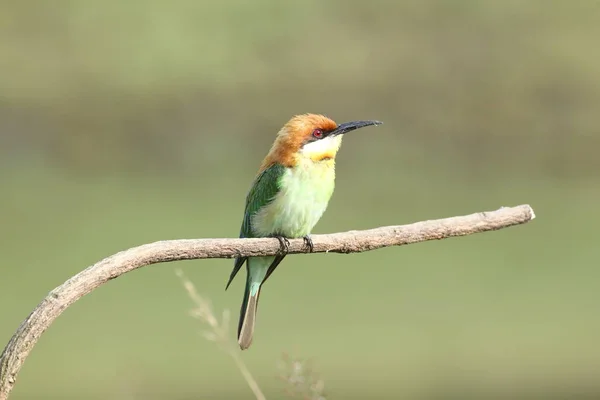 Kaštan vedl Bee-eater (merops leschenaulti) — Stock fotografie